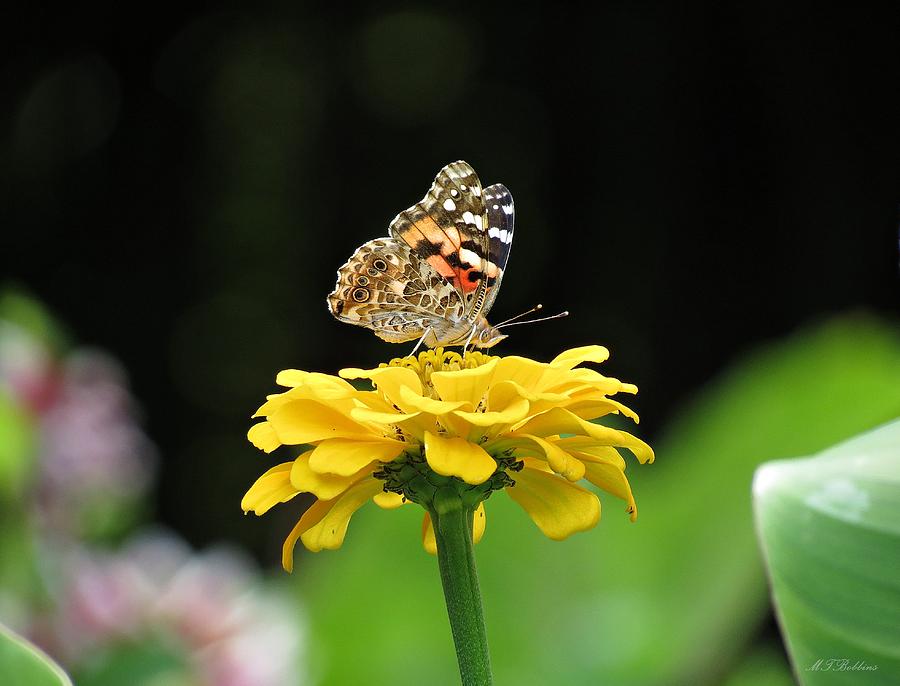 Butterfly on Yellow Zinnia Photograph by MTBobbins Photography