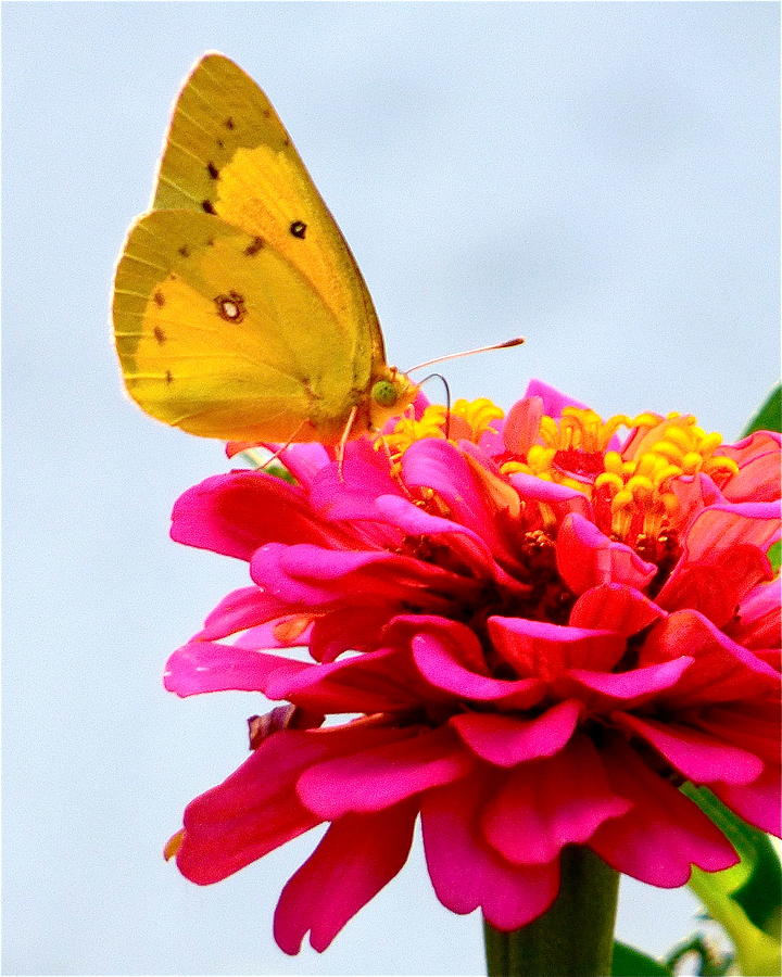 Butterfly on Zinnia Photograph by Jean Wright