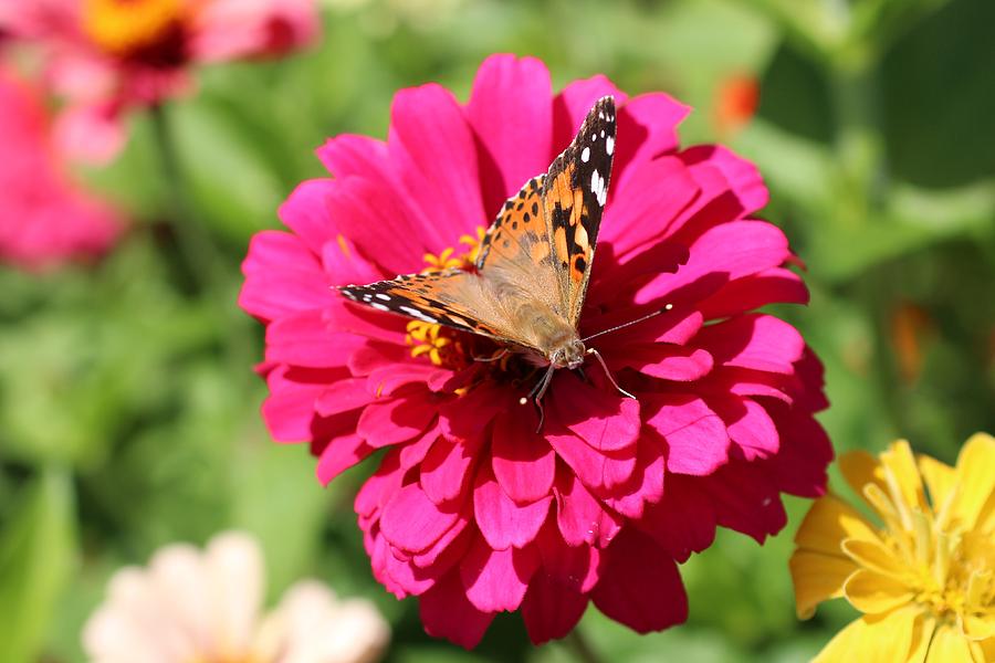 Butterfly on Zinnia Photograph by Lucinda VanVleck