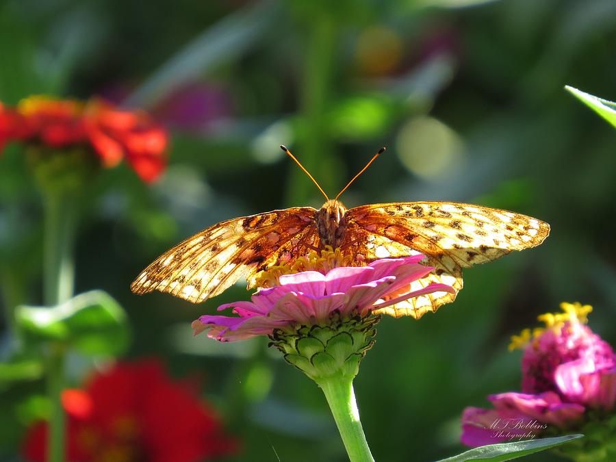 Fritillary Butterfly on Zinnia Photograph by MTBobbins Photography