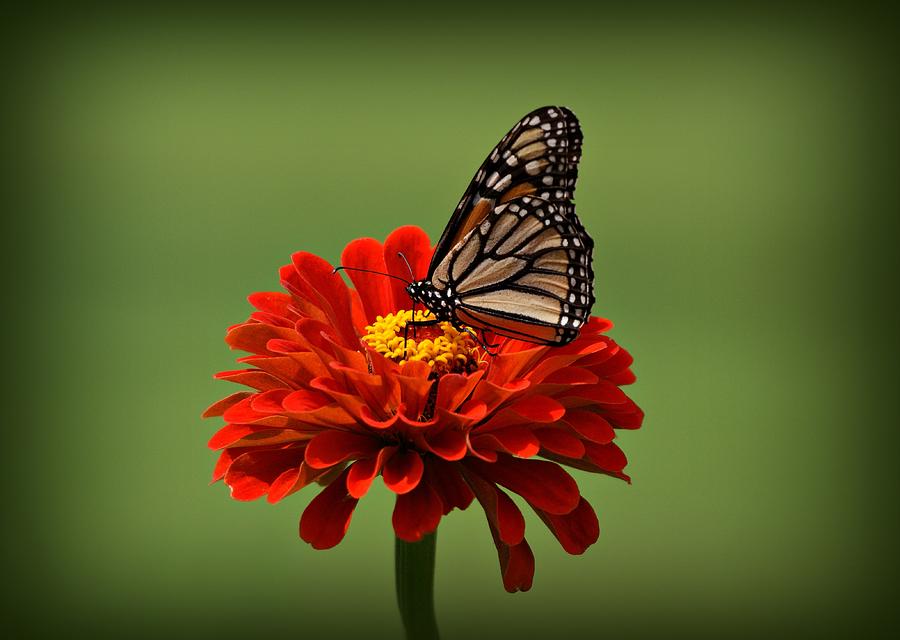 Butterfly on Zinnia Photograph by Sandy Keeton