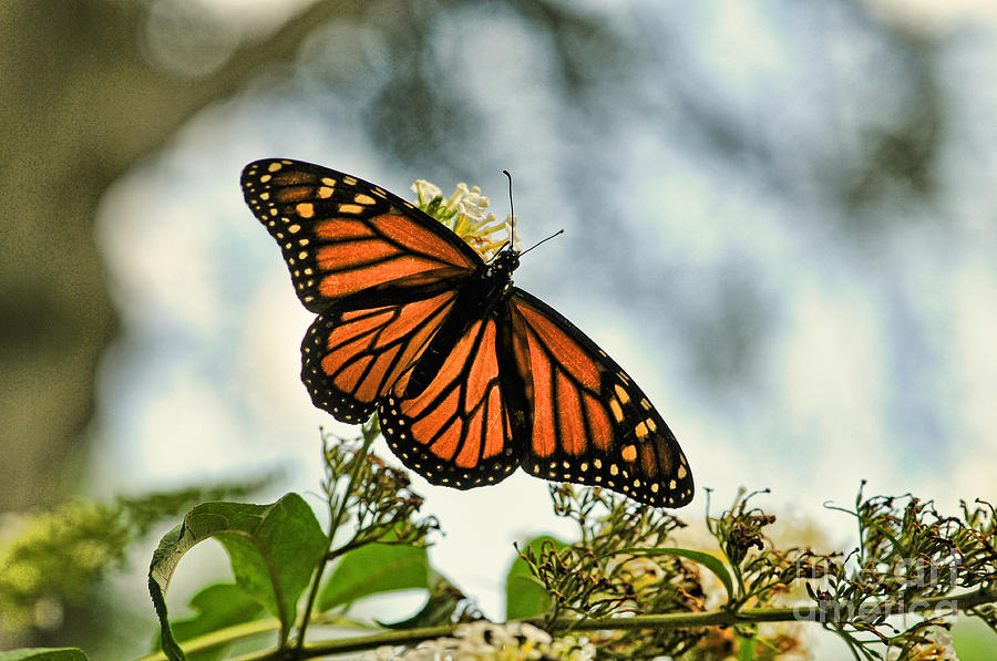 Butterfly Photograph - Butterfly - Open Wings by Paul Ward