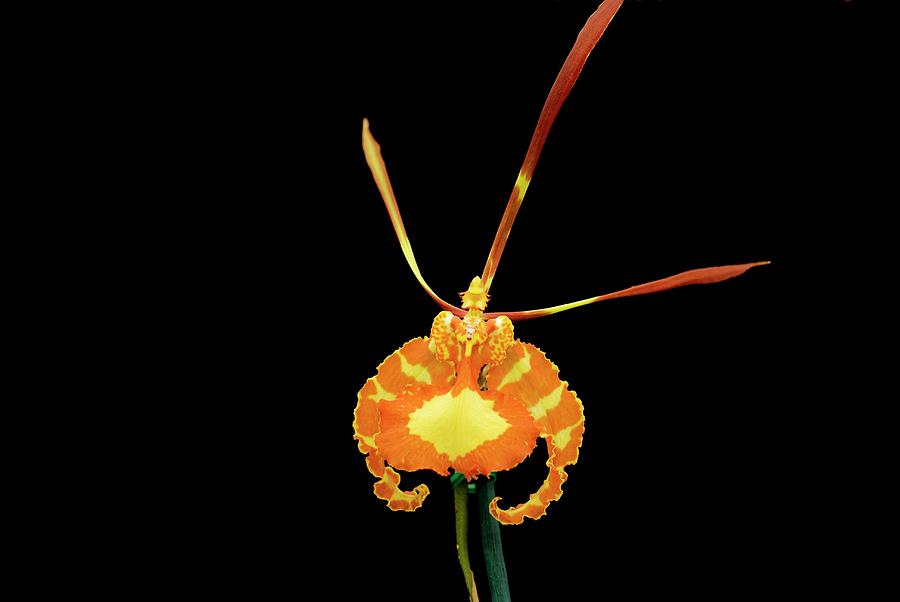 Flower Photograph - Butterfly Orchid (psychopsis Papilio) by Sam K Tran/science Photo Library