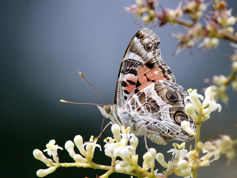 Butterfly - Painted Lady - Tasty Out Here Photograph by Travis Truelove
