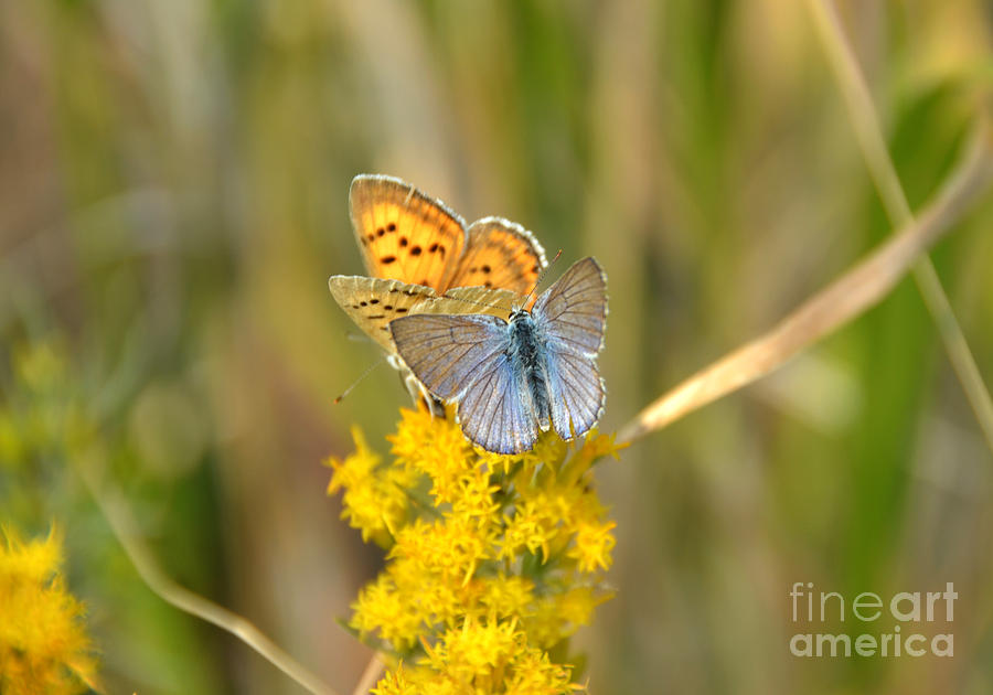 Butterfly Pair in Yellowstone Photograph by Debra Thompson