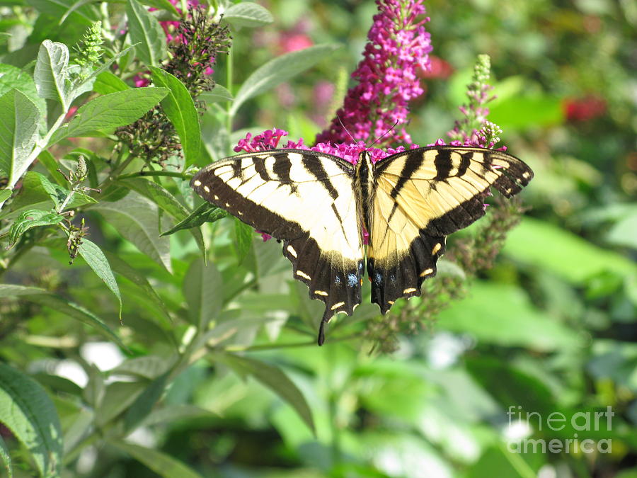 Butterfly Photograph - Butterfly Paradise by Ausra Huntington nee Paulauskaite