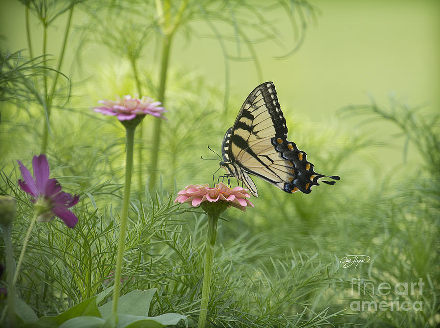 Butterfly Photograph - Butterfly Passion by Cris Hayes