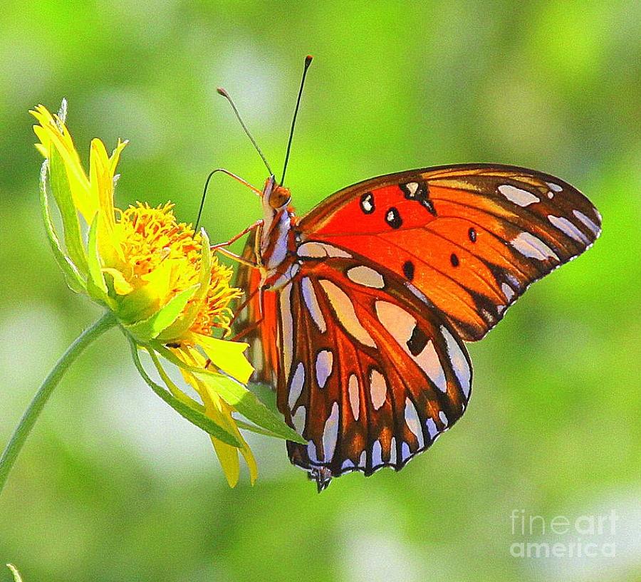 Flower Painting - Butterfly by Patricia Alexander
