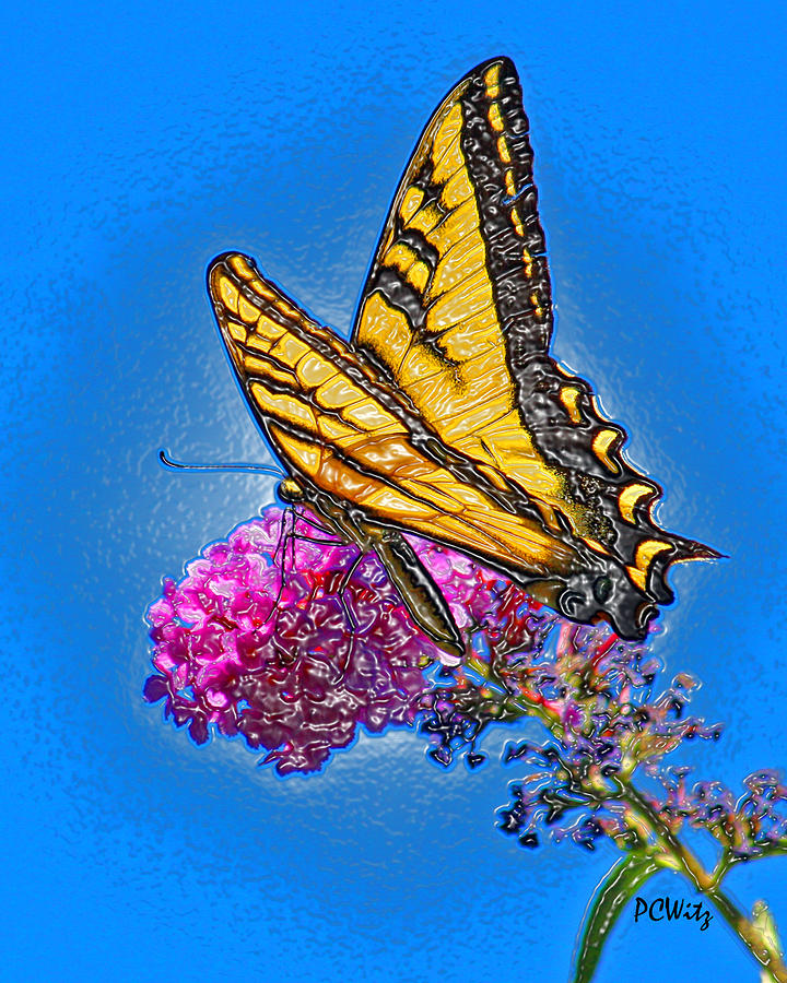 Butterfly Photograph by Patrick Witz