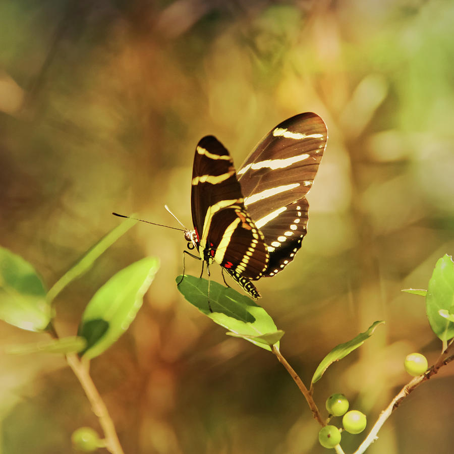 Butterfly Pausing On Leaf Photograph by Daniela Duncan