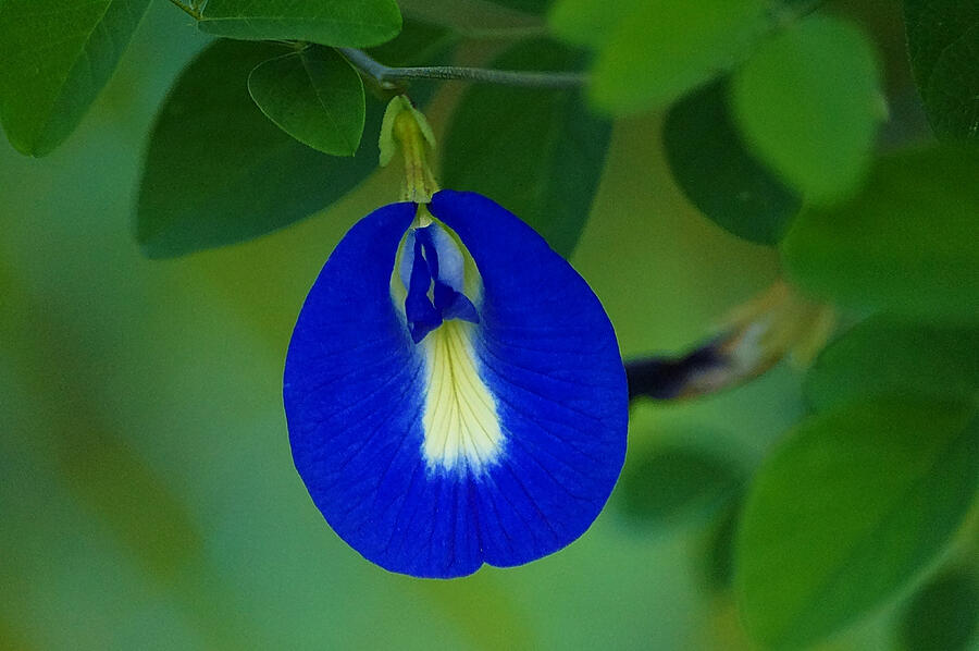 Butterfly Pea Wildflower  Photograph by Blair Wainman