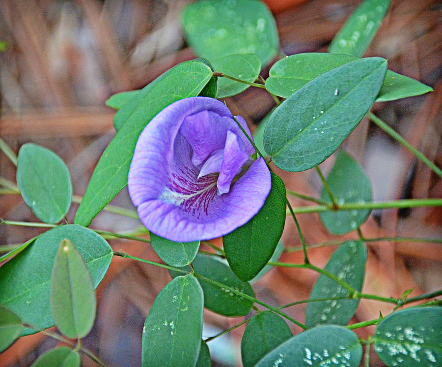 Butterfly Pea Photograph by Linda Brown