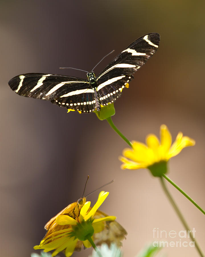 Butterfly Peak Photograph by Randy Jackson