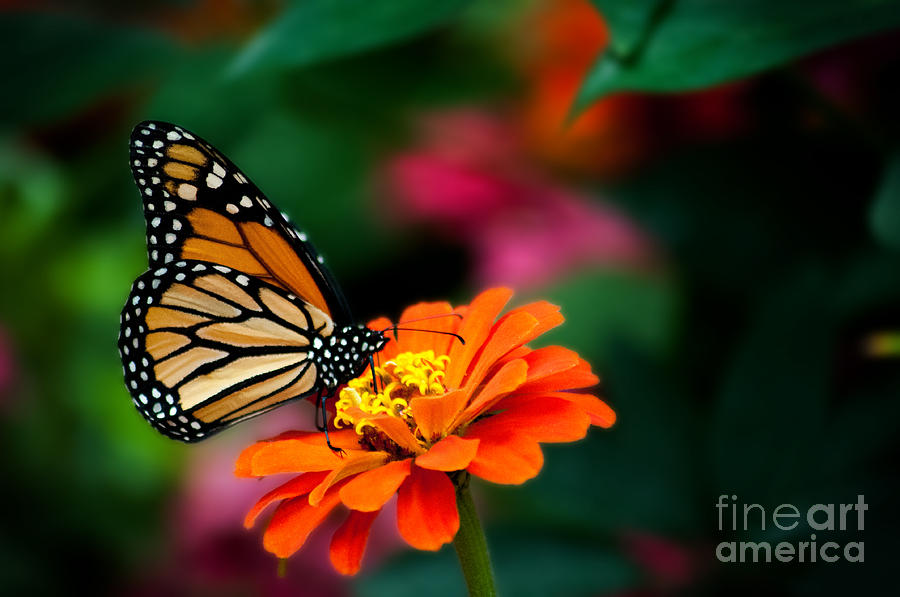 Butterfly Photograph - Butterfly Perch by Jennifer Englehardt
