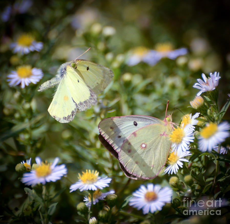 Butterfly Moments  Photograph by Kerri Farley