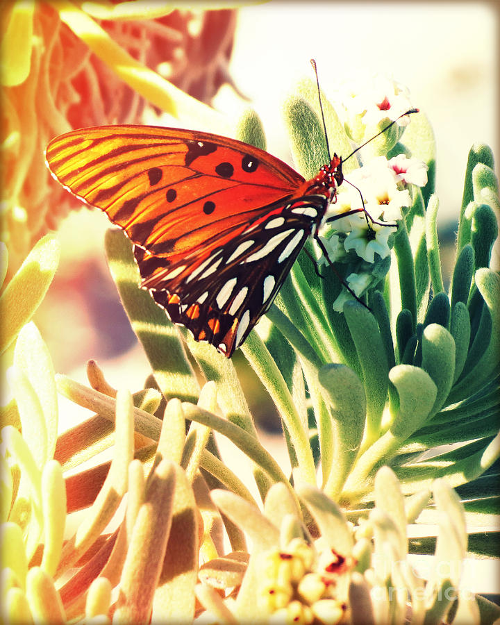 Butterfly Photography Light Leaks Photograph by Chris Andruskiewicz