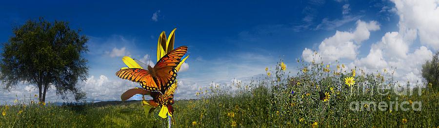 Butterfly Picnic Photograph by John  Kolenberg