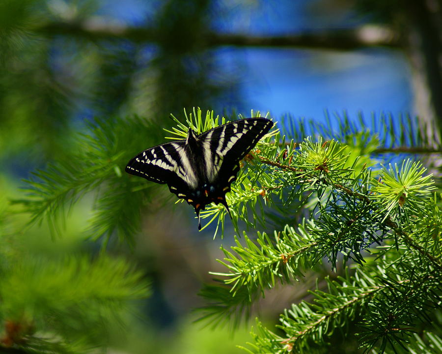 Butterfly Pine Photograph by Ben Upham III