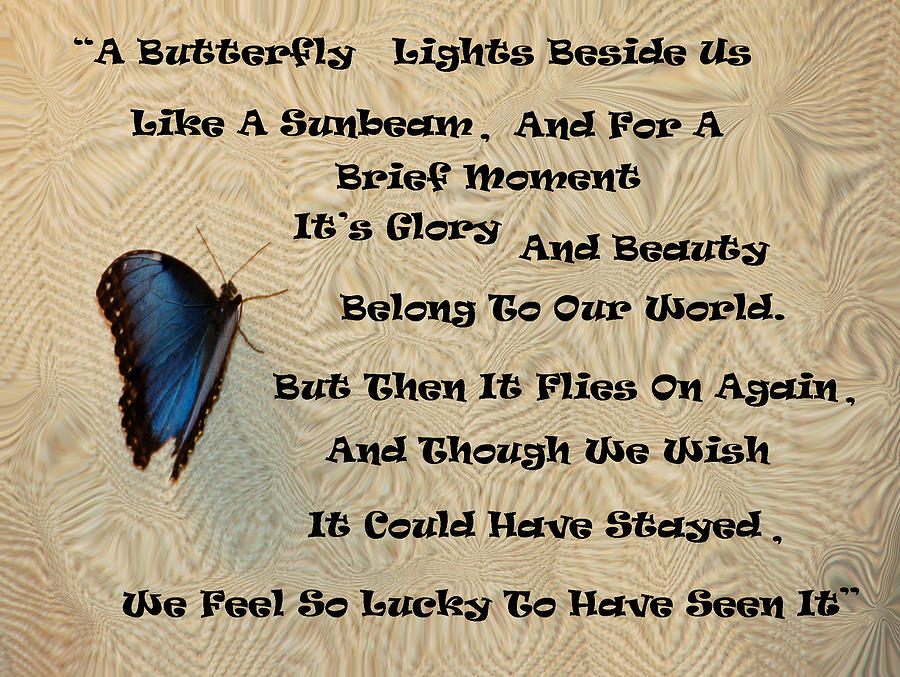 Butterfly Photograph - Butterfly Poem by Aimee L Maher ALM GALLERY