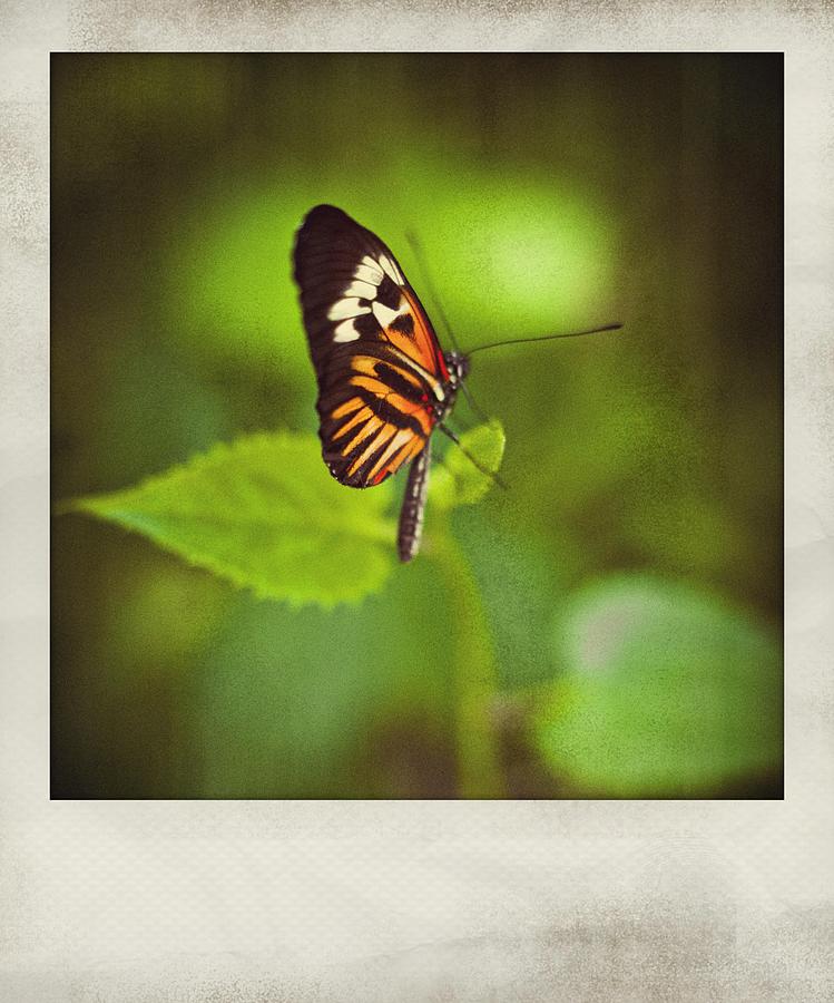 Butterfly Polaroid Photograph by Bradley R Youngberg