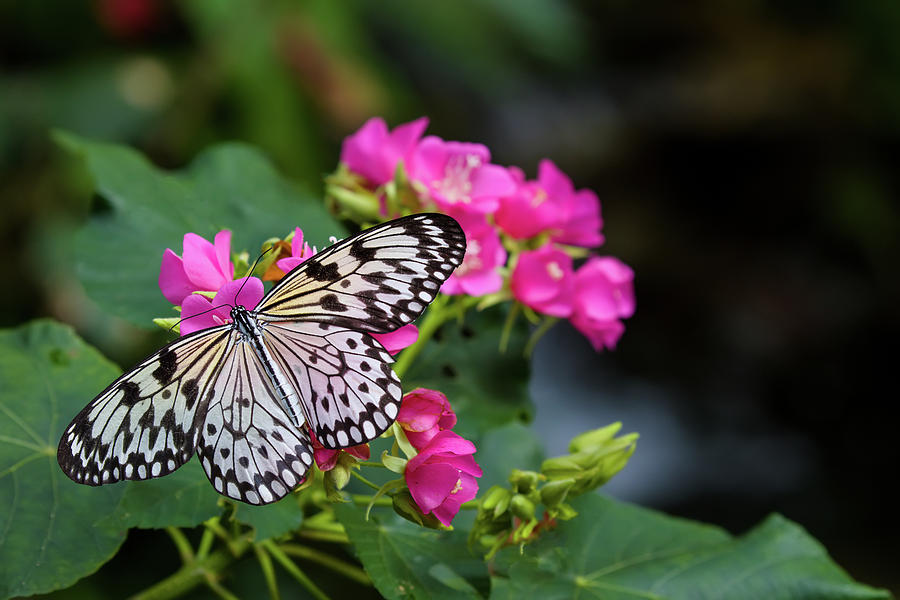 Butterfly Pollinating Flower Photograph by Panoramic Images | Fine Art ...