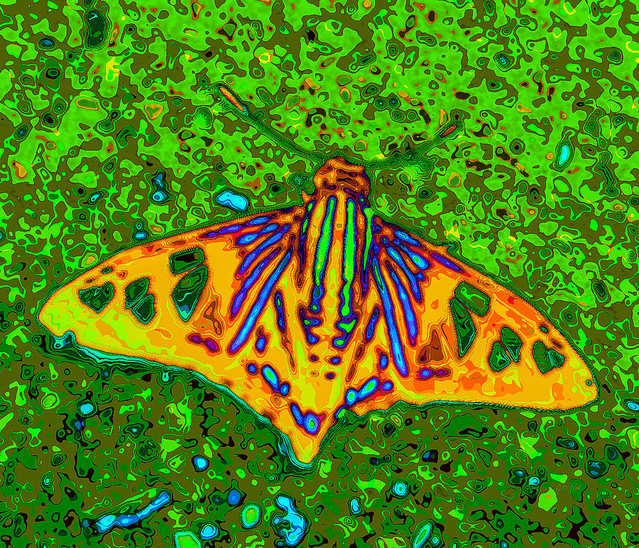 Butterfly Painting - Butterfly pop art by Eti Reid