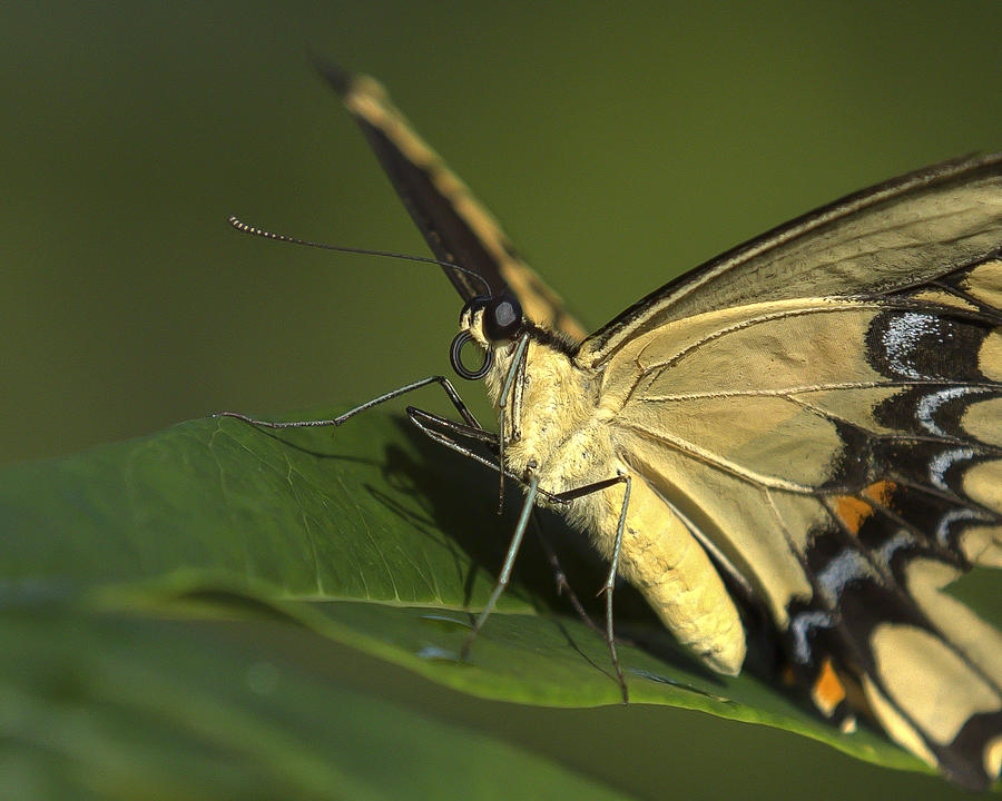 Butterfly Portrait Photograph by Sean Allen