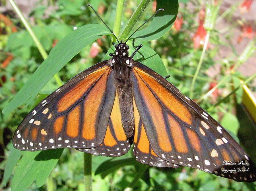 Butterfly Presence Photograph by Michele Penn