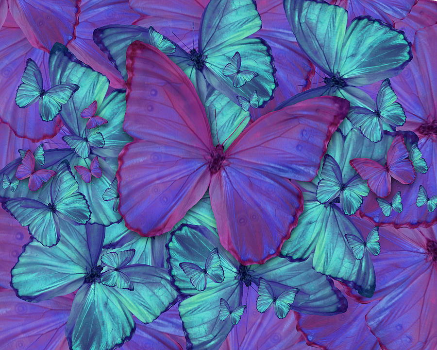 Butterfly Radial Violetmorpheus Photograph by MGL Meiklejohn Graphics ...