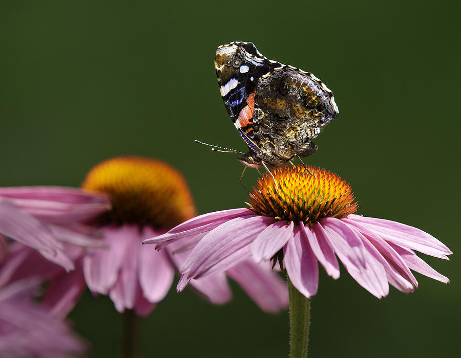 Butterfly Red Admiral on Echinacea Photograph by Peter V Quenter