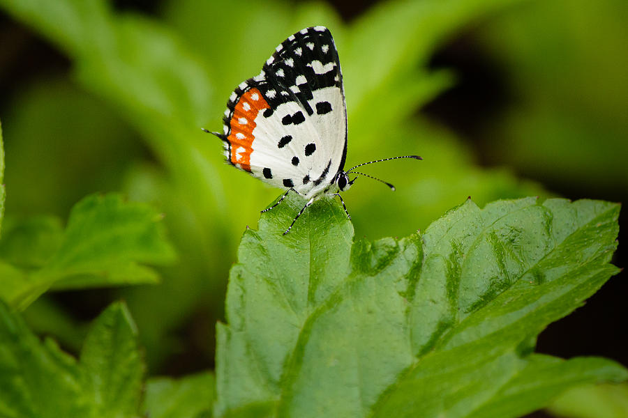 Butterfly - Red Pierrot Photograph by SAURAVphoto Online Store