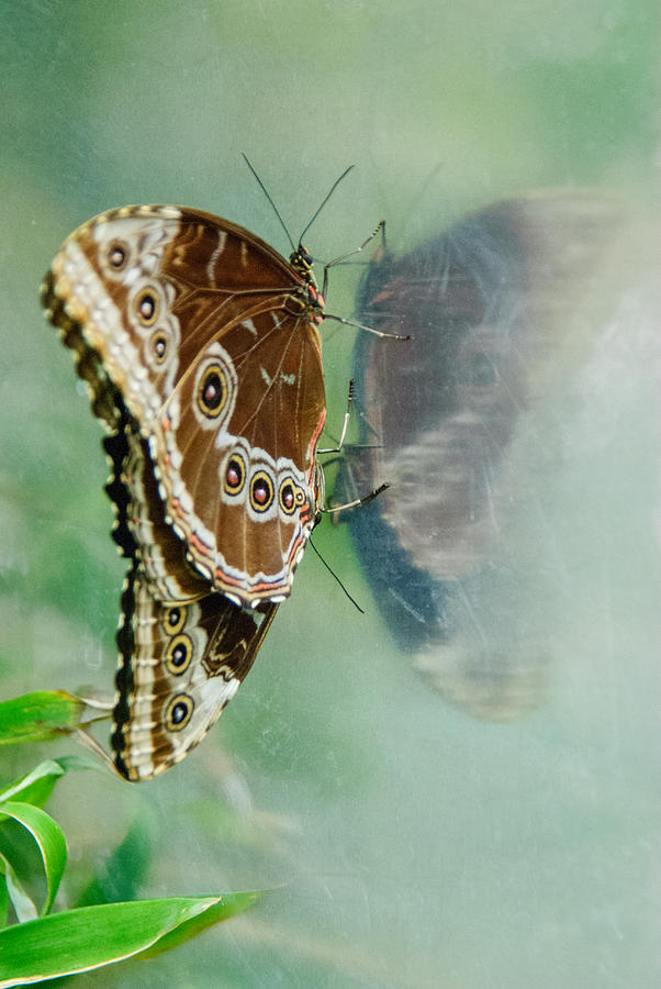 Butterfly Reflection Photograph by Tam Ryan