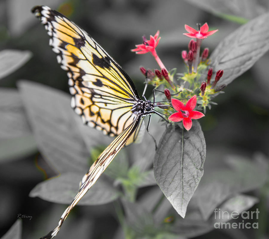 Butterfly Photograph by Rene Triay FineArt Photos