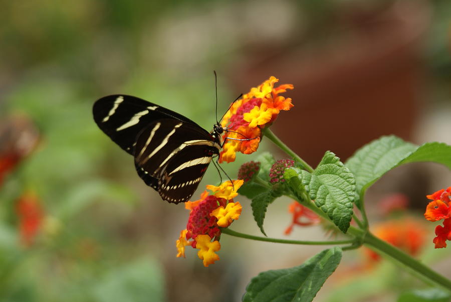 Butterfly Resting Wings Up... Photograph by Rob Luzier - Fine Art America