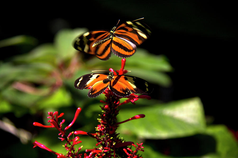 Butterfly - Gulf Fritillary Photograph by Richard Krebs