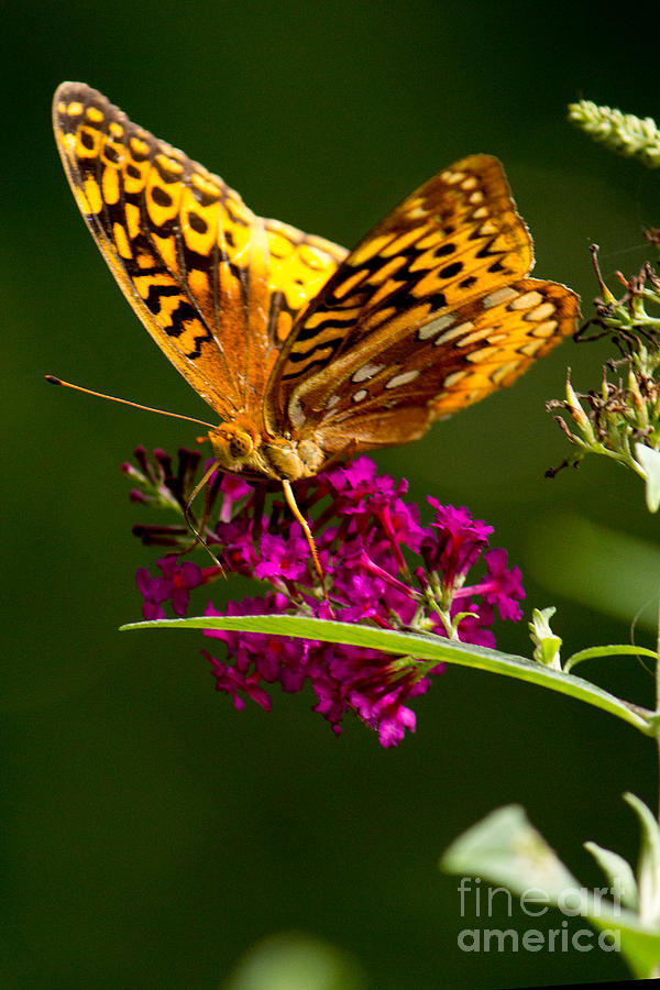 Butterfly  Photograph by Sandra Clark