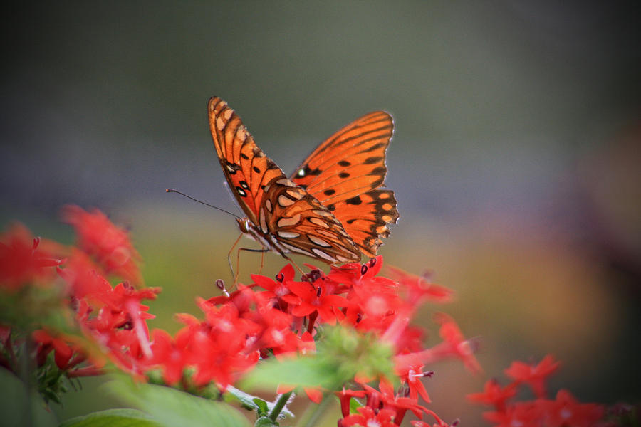 Butterfly Photograph - Butterfly by Sarah Berndt
