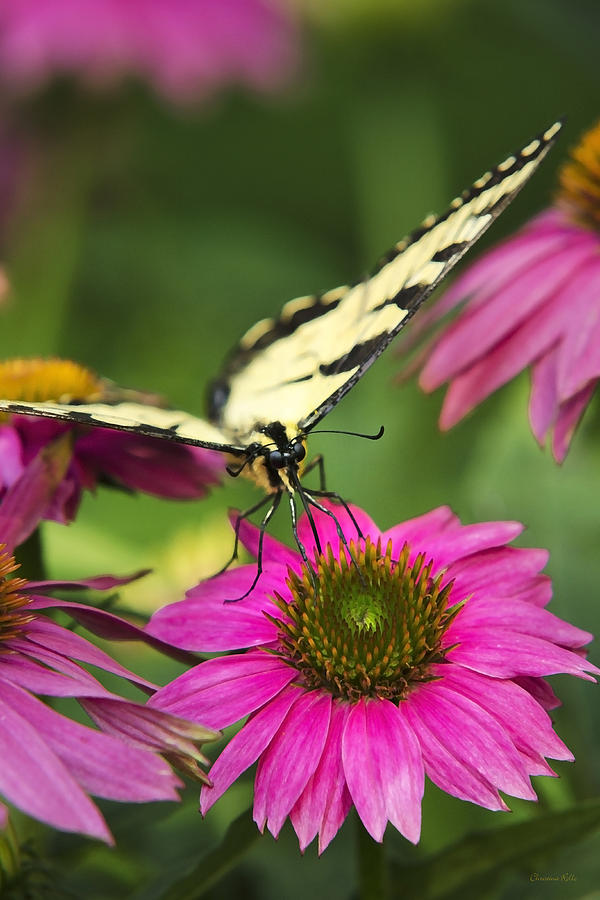 Butterfly Savoring Pink Flowers Photograph by Christina Rollo