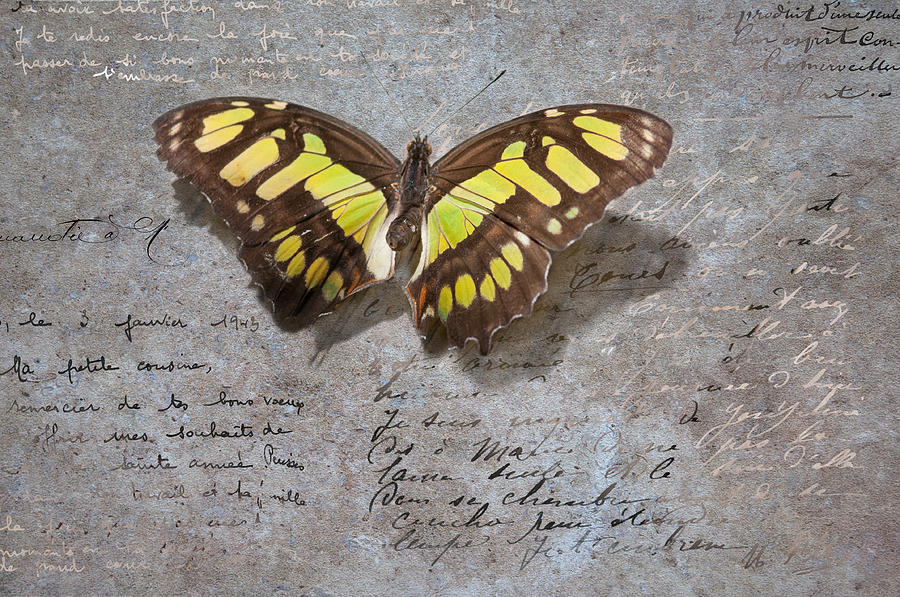 Butterfly script Photograph by Carolyn DAlessandro