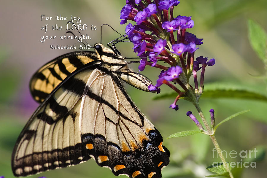 Butterfly Scripture Photograph by Jill Lang