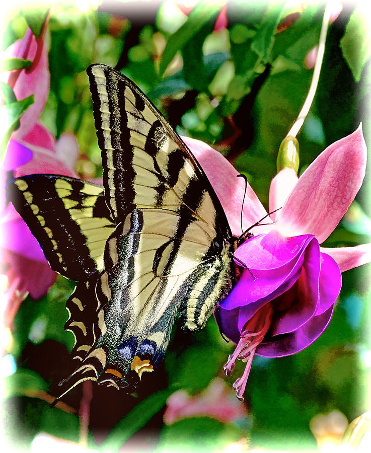 Butterfly #1 Photograph by Sergey  Nassyrov