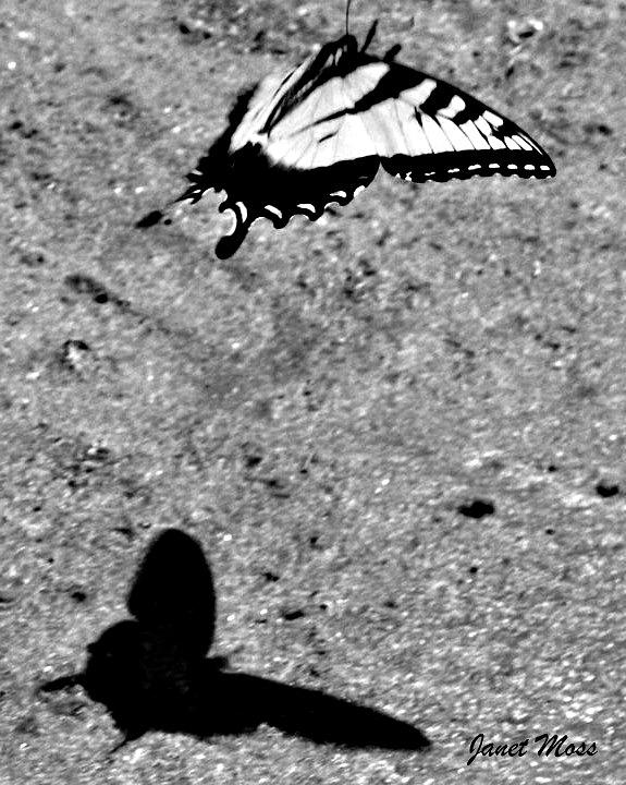 Butterfly Photograph - Butterfly Shadow by Janet Moss