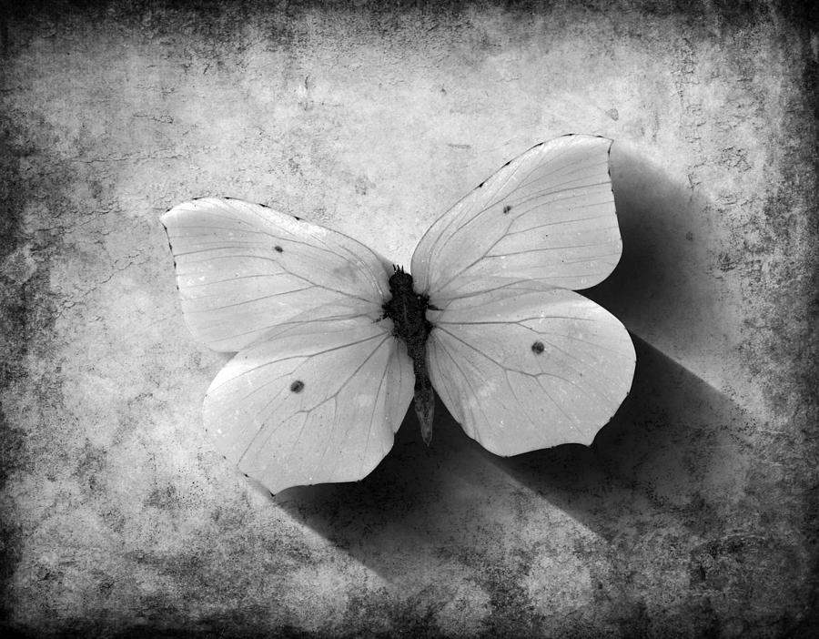 Butterfly 4 Digital Art by Steve Ball