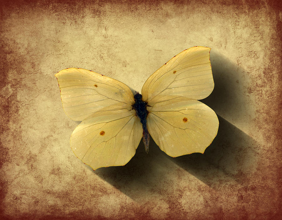 Butterfly 5 Digital Art by Steve Ball