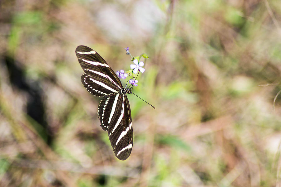 Butterfly Photograph by Shannon Harrington