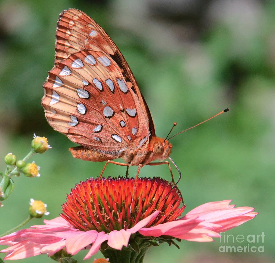Butterfly Sipping a Coneflower Photograph by Amy Porter