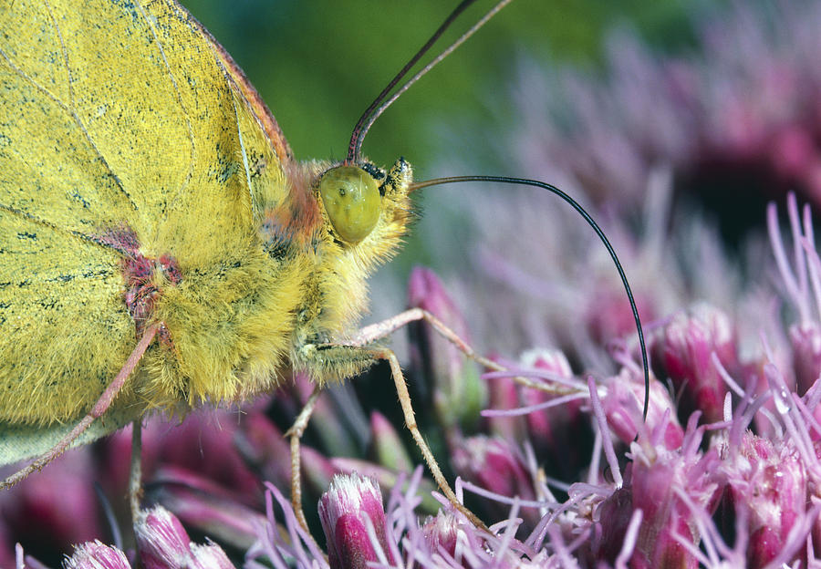 Butterfly Sipping Nectar Photograph by Perennou Nuridsany - Fine Art ...