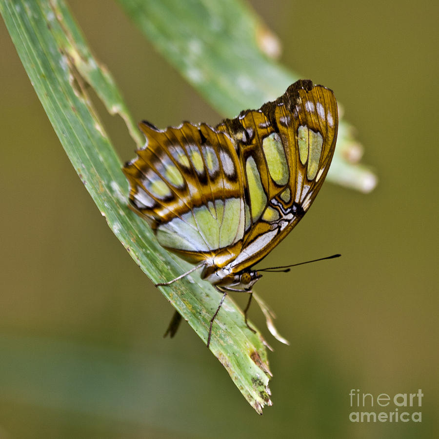 Butterfly Siproeta Stelenes Photograph by Heiko Koehrer-Wagner