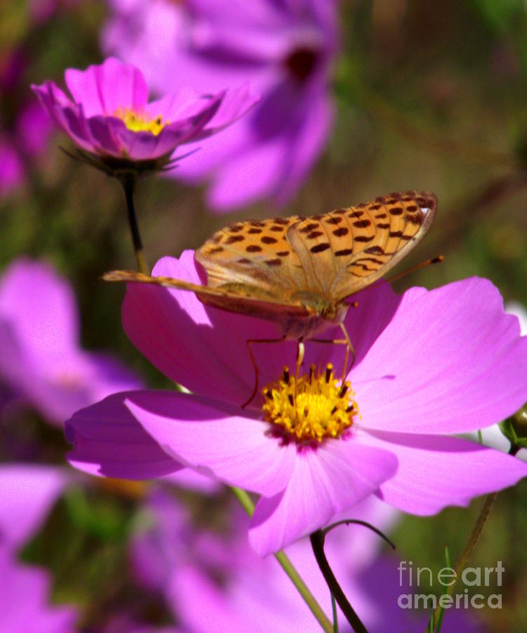 Flower Photograph - Butterfly by Shawna Gibson