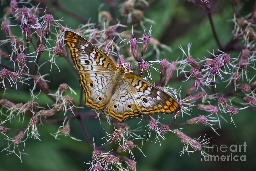 Butterfly Soft Landing Photograph by Thomas Woolworth